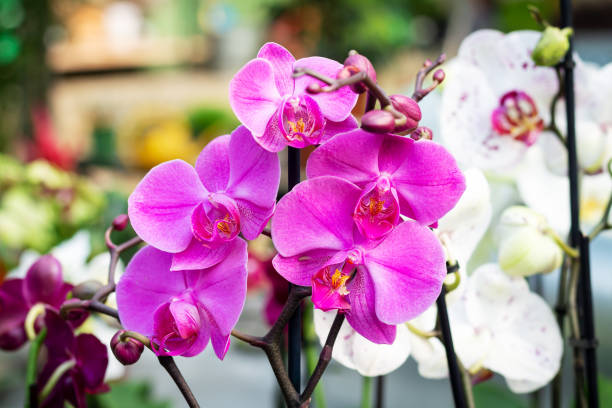 Mostra di orchidee sabato 24 e domenica 25 febbraio