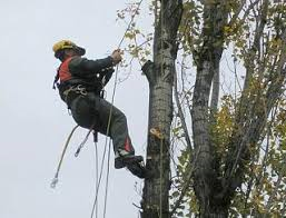 Abbattimento alberi, deramificazione e taglio macchia nelle vicinanze di linee elettriche