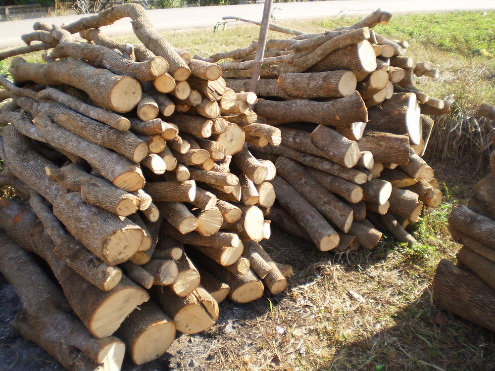 Raccolta legna in alveo del fiume Piave - anno 2021