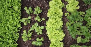 Graduatoria assegnazione orti urbani