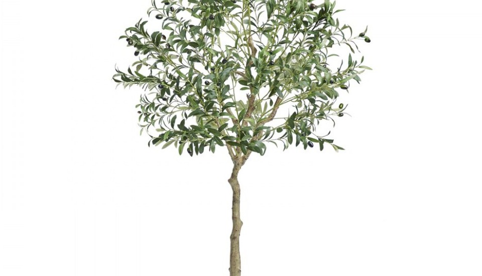 Distribuzione gratuita giovani alberelli e arbusti a cittadini e comuni