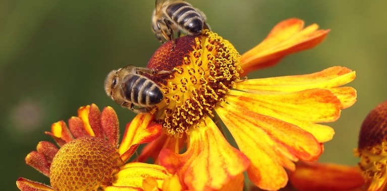 Giornata mondiale delle API - Tuteliamole!