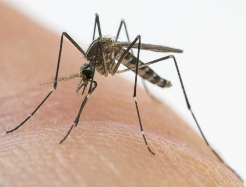 PREVENZIONE ED IL CONTROLLO DELLE MALATTIE TRASMESSE DA INSETTI VETTORI