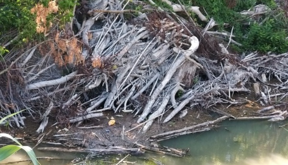 RACCOLTA LEGNA negli alvei dei corsi d'acqua demaniali