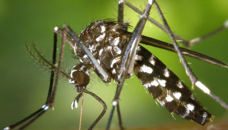 Distribuzione gratuita prodotto antilarvale