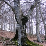 2013_0412Faggio0002 2013_0412Faggio0002