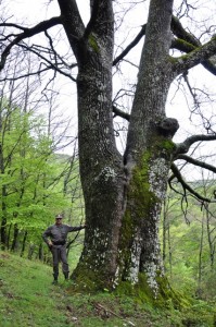 065 Cerro di Valle Ferrara